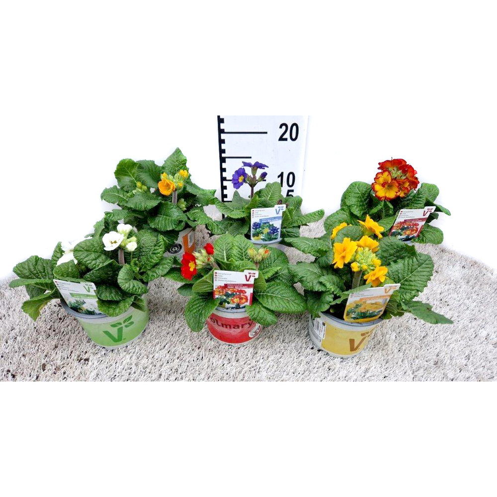 Primula elatior inara