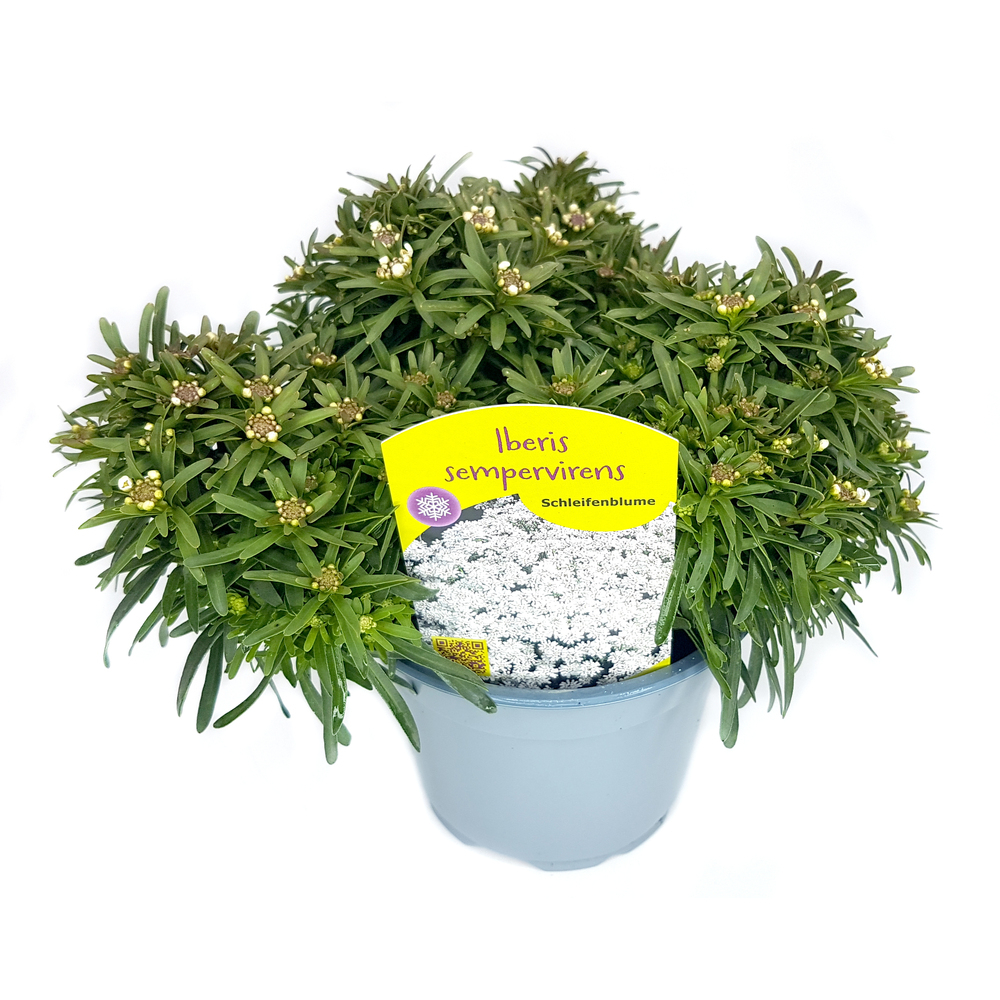 Iberis sempervirens fischbeck