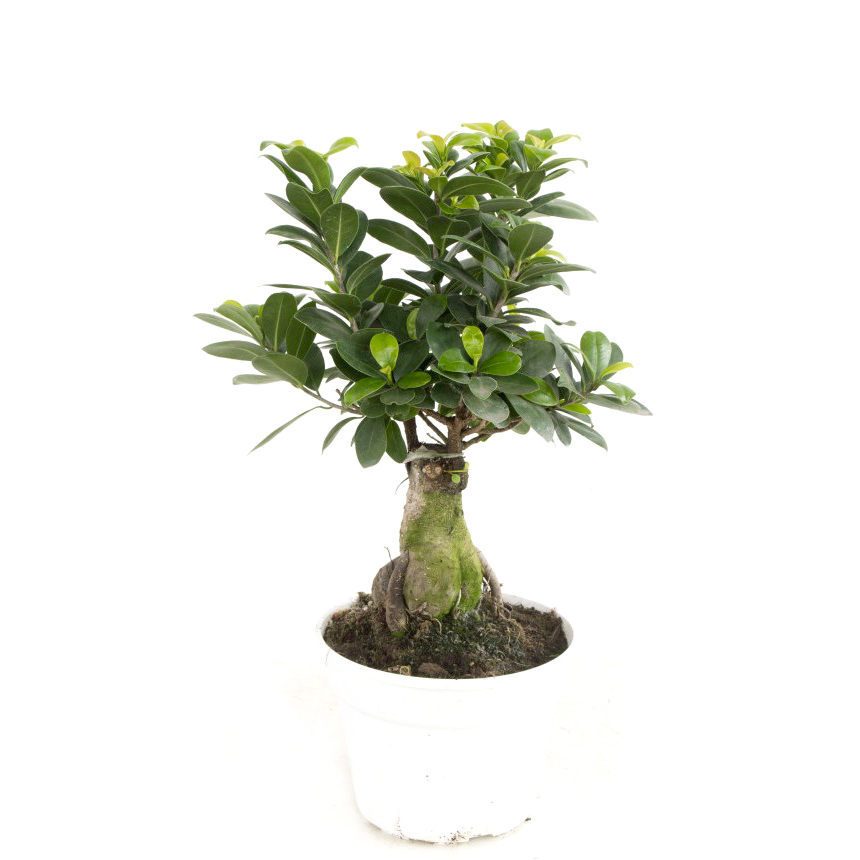 Ficus microcarpa ginseng bonsai