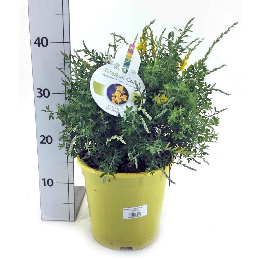 Cytisus racemosus
