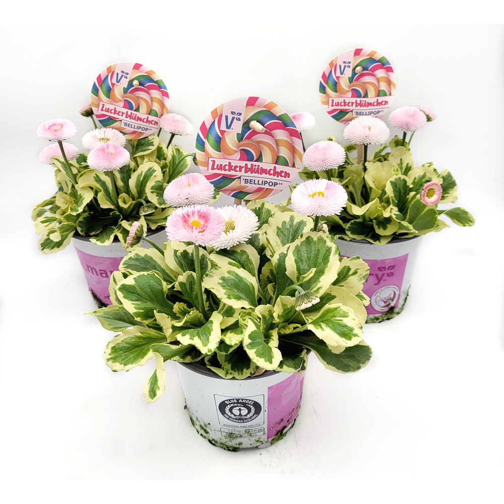 Bellis perennis bellipop