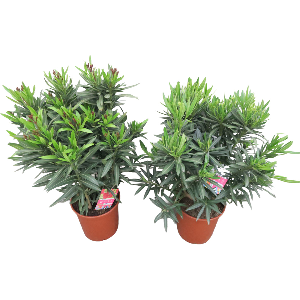 nerium oleander
