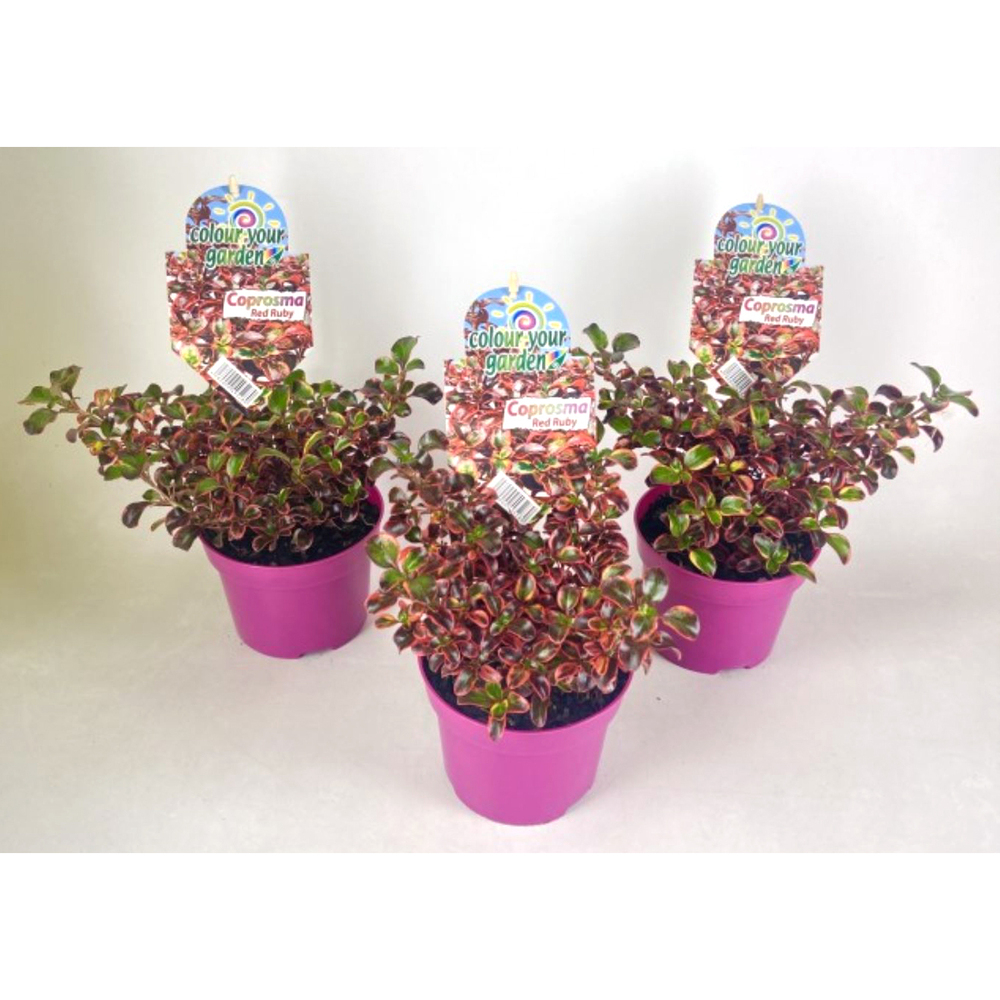 Coprosma repens red ruby