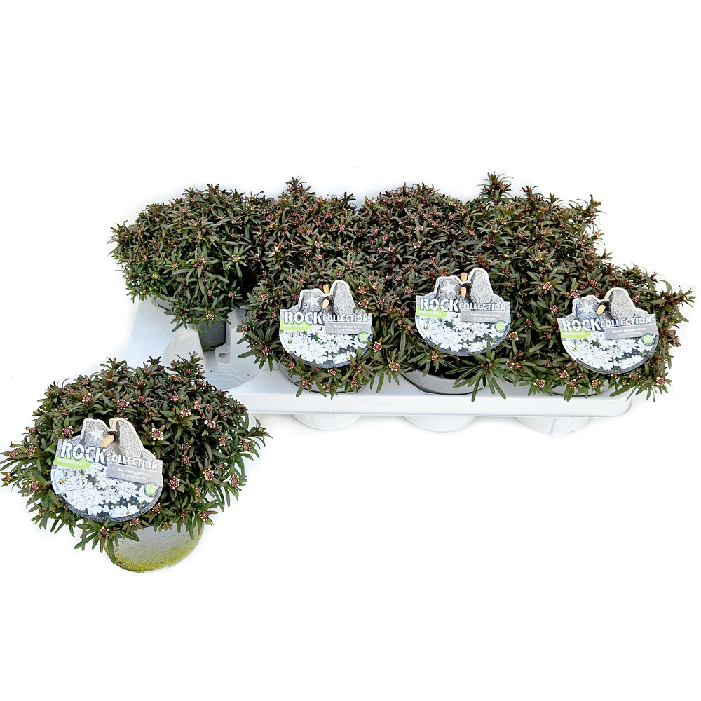 Iberis sempervirens fischbeck