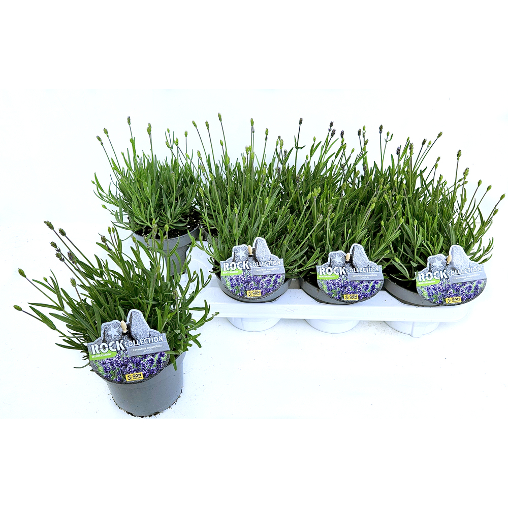 Lavandula angustifolia essence purple