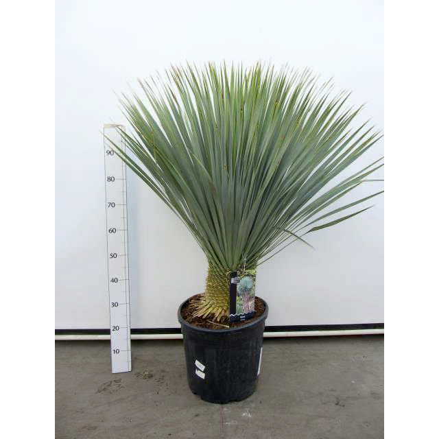 Yucca rostrata