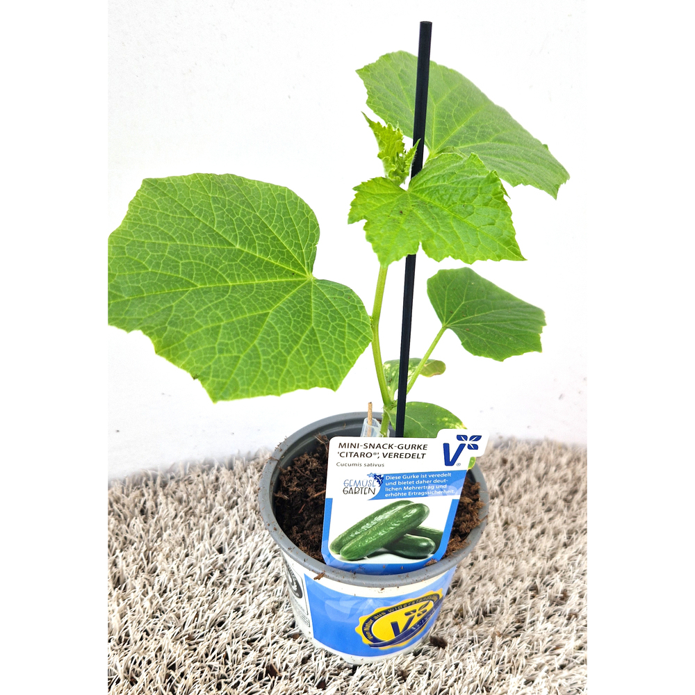 Cucumis sativus citaro