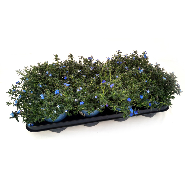 Lithodora diffusa lapis lazuli