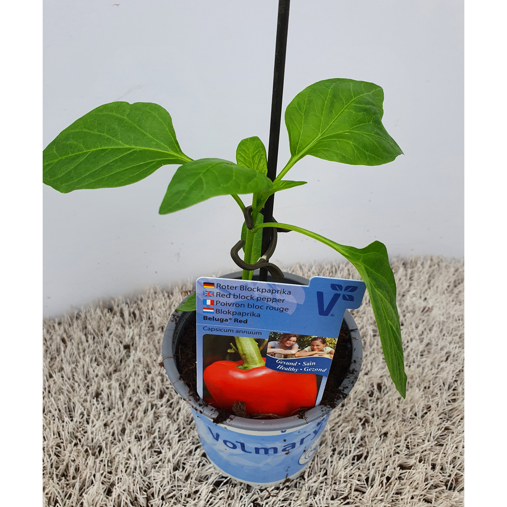 Capsicum annuum beluga red