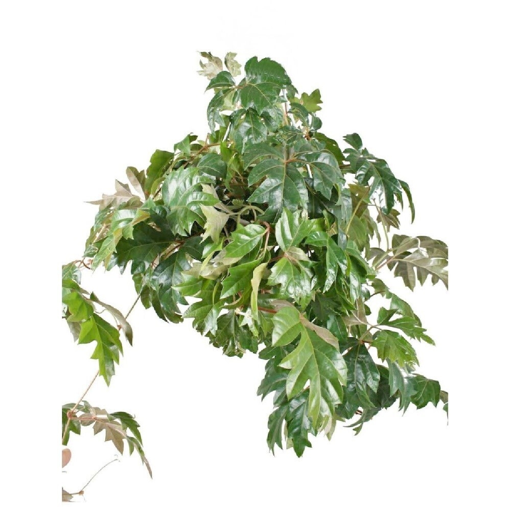Cissus rhombifolia