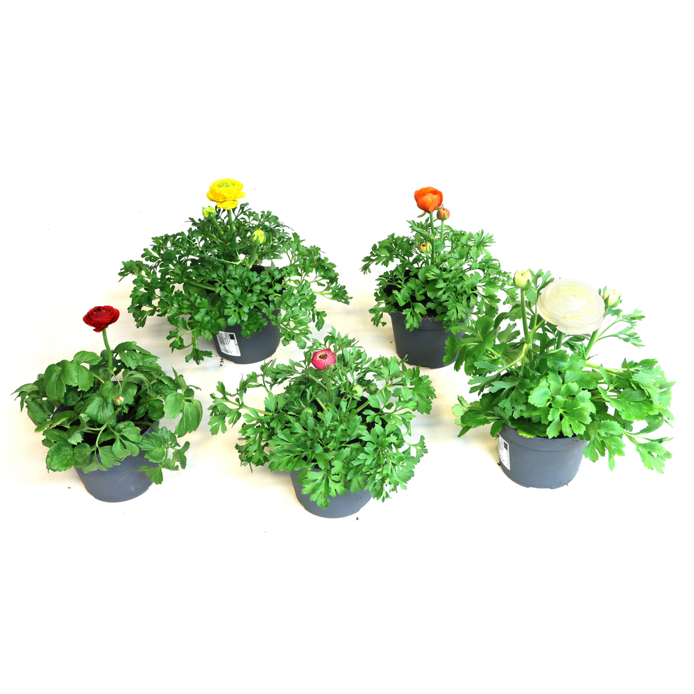 Ranunculus asiaticus sprinkles