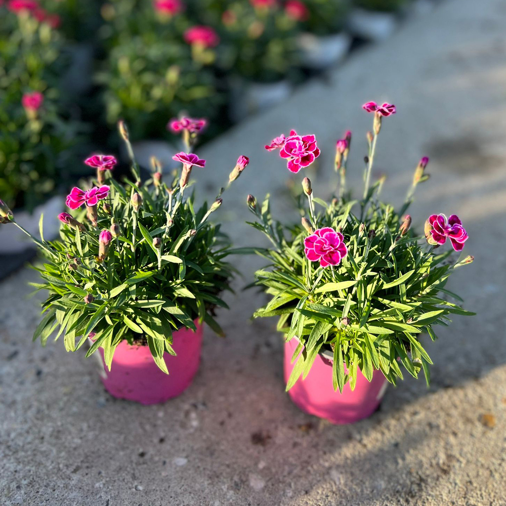 Dianthus caryophyllus purple wedding