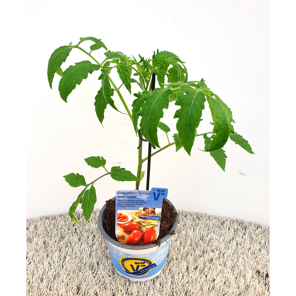 Lycopersicon esculentum andine cornue