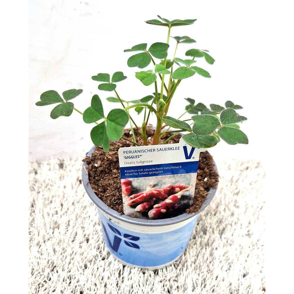 Oxalis tuberosa giggles