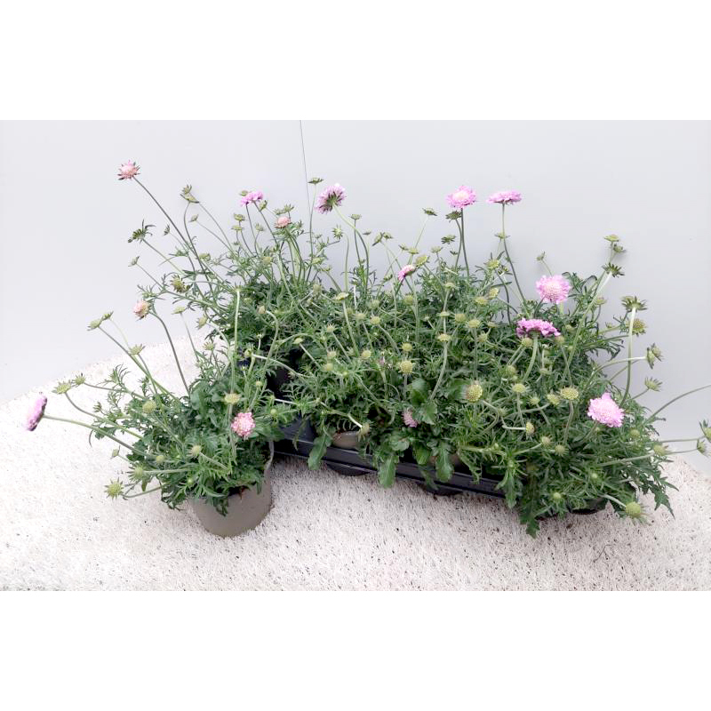 Scabiosa columbaria pink mist