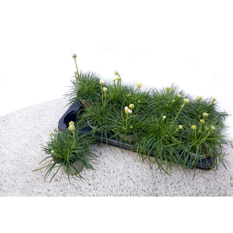 Armeria maritima abbey white