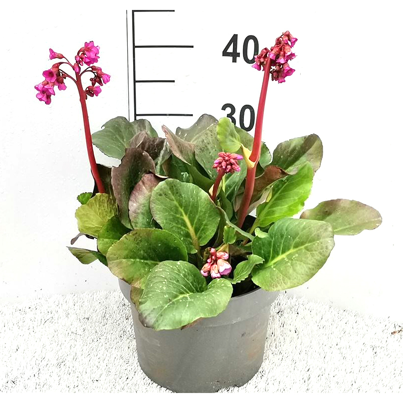 Bergenia