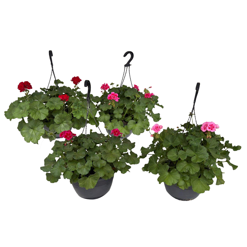 Pelargonium calliope