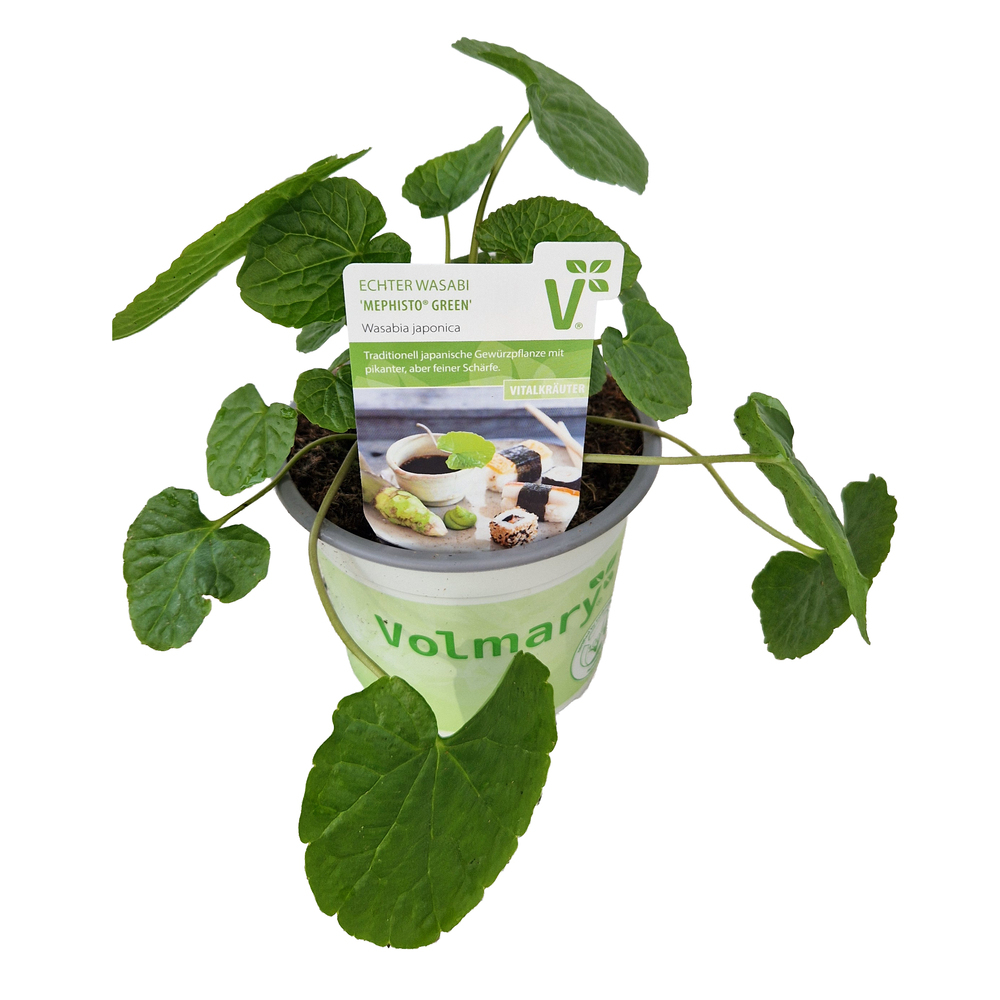 Wasabi japonica mephisto green