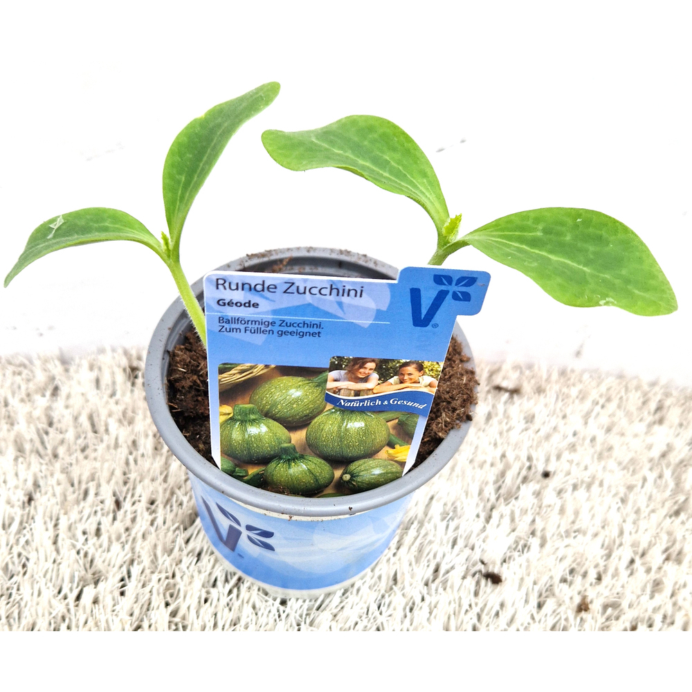 Cucurbita pepo géode