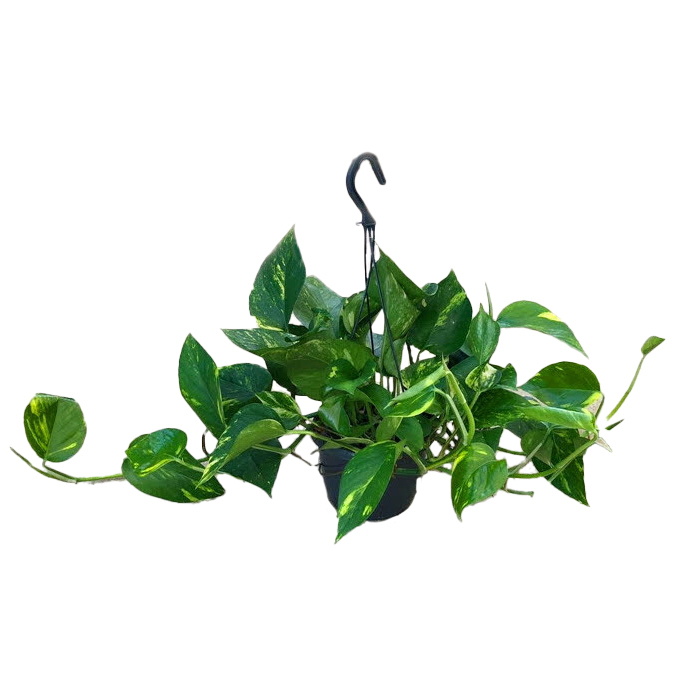 Scindapsus aureus/pictus