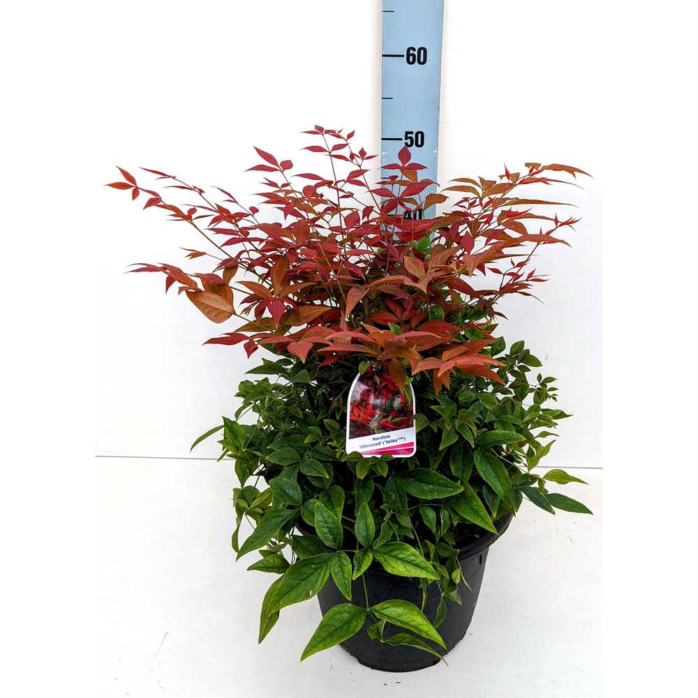 Nandina domestica obsessed seika