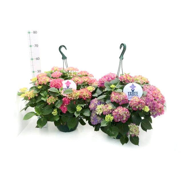 Hydrangea macrophylla tabletenisa