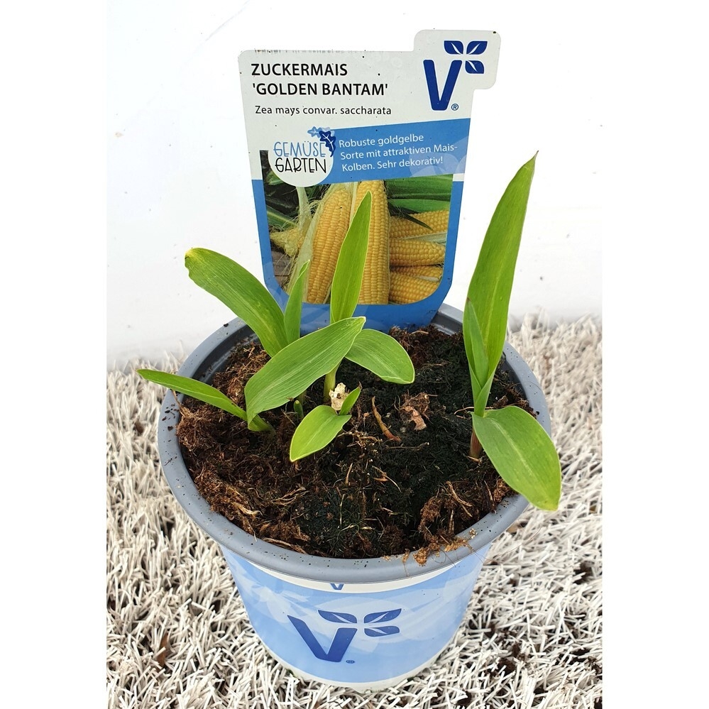 Zea mays convar. saccharata golden bantam