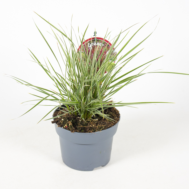 calamagrostis x acutifolia overdam