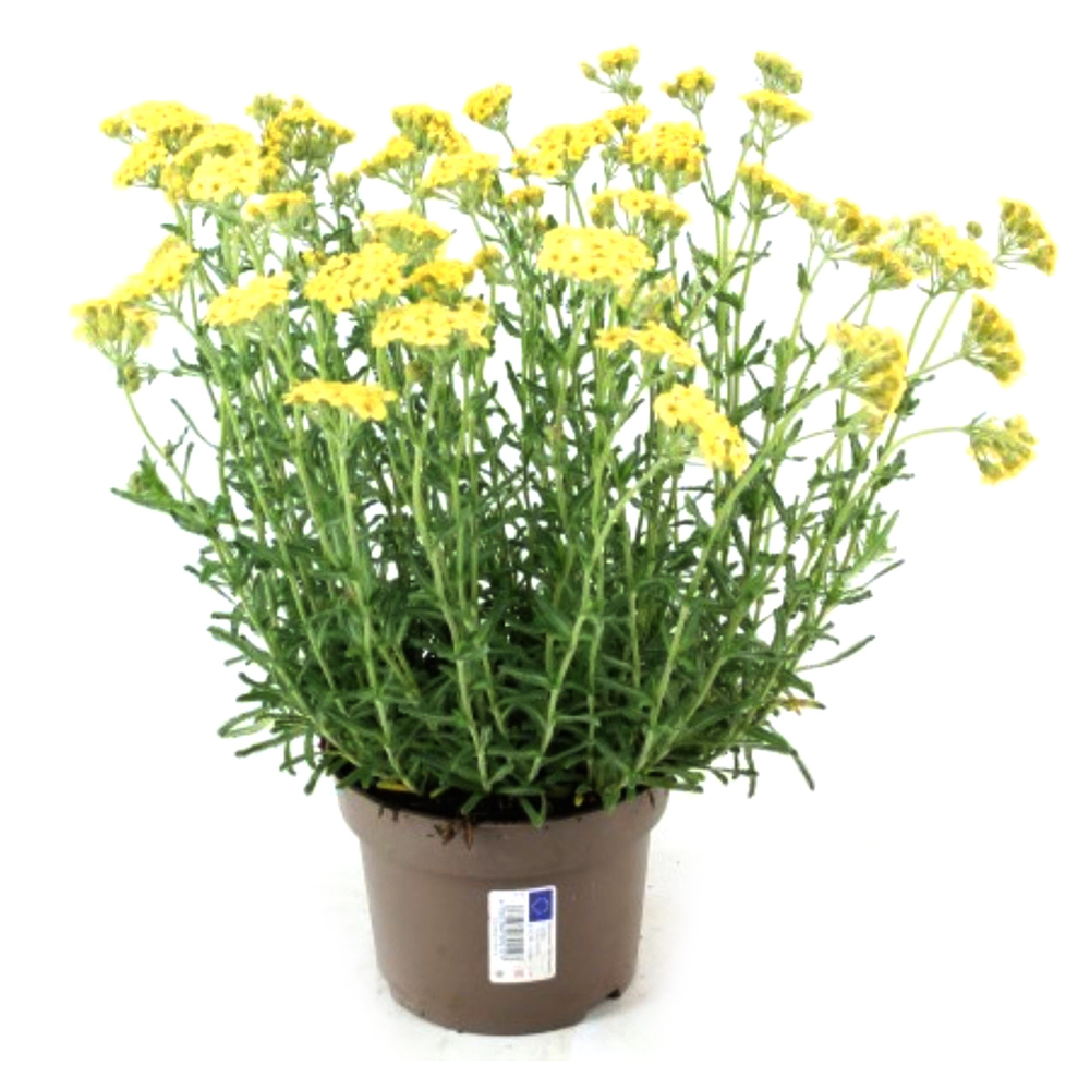 Achillea lewisii king edward