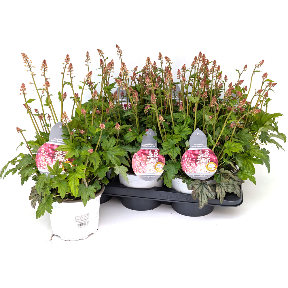 Heucherella hybride white revolution
