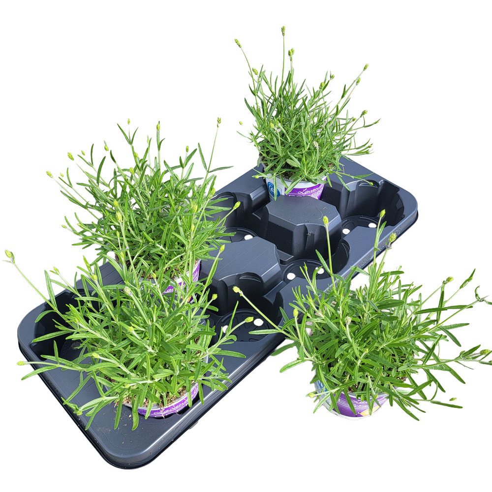 Lavandula angustifolia essence