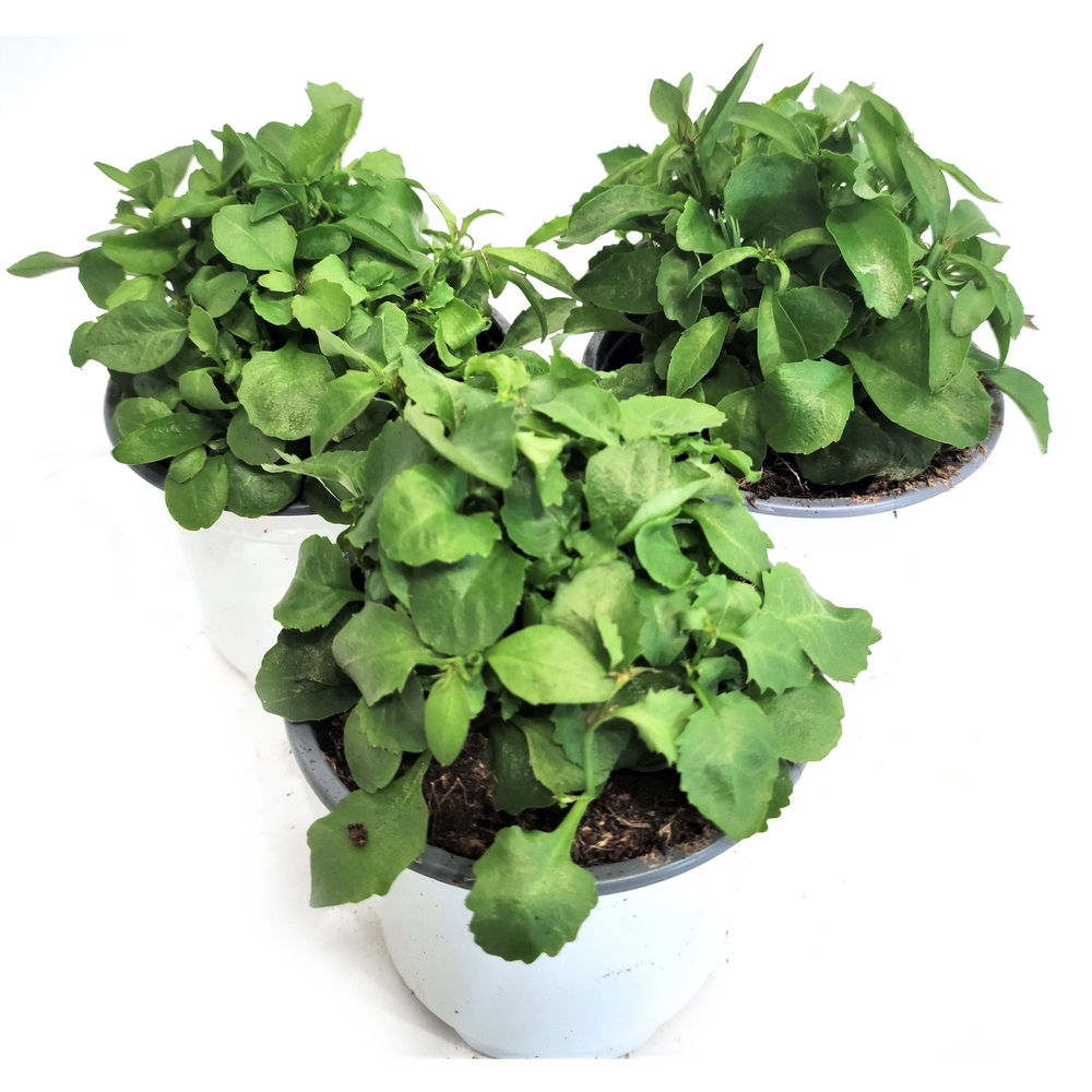lobelia erinus