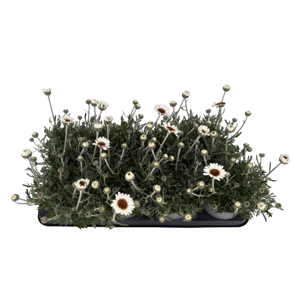 Rhodanthemum hosmariense casablanca