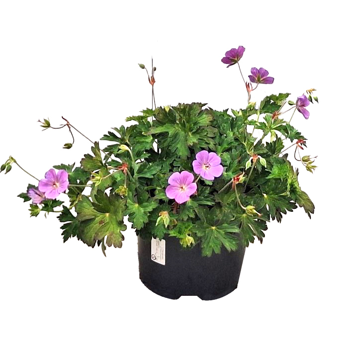 Geranium wallichianum rozanne