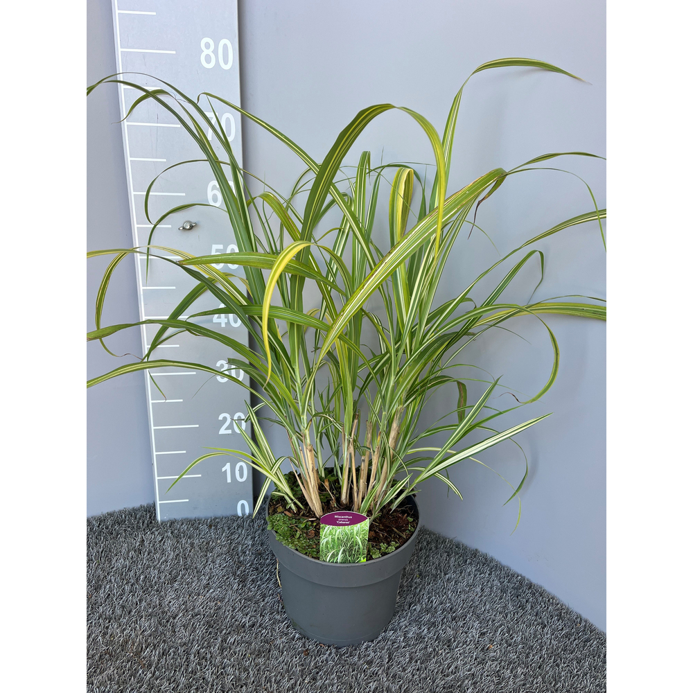 Miscanthus sinensis cabaret
