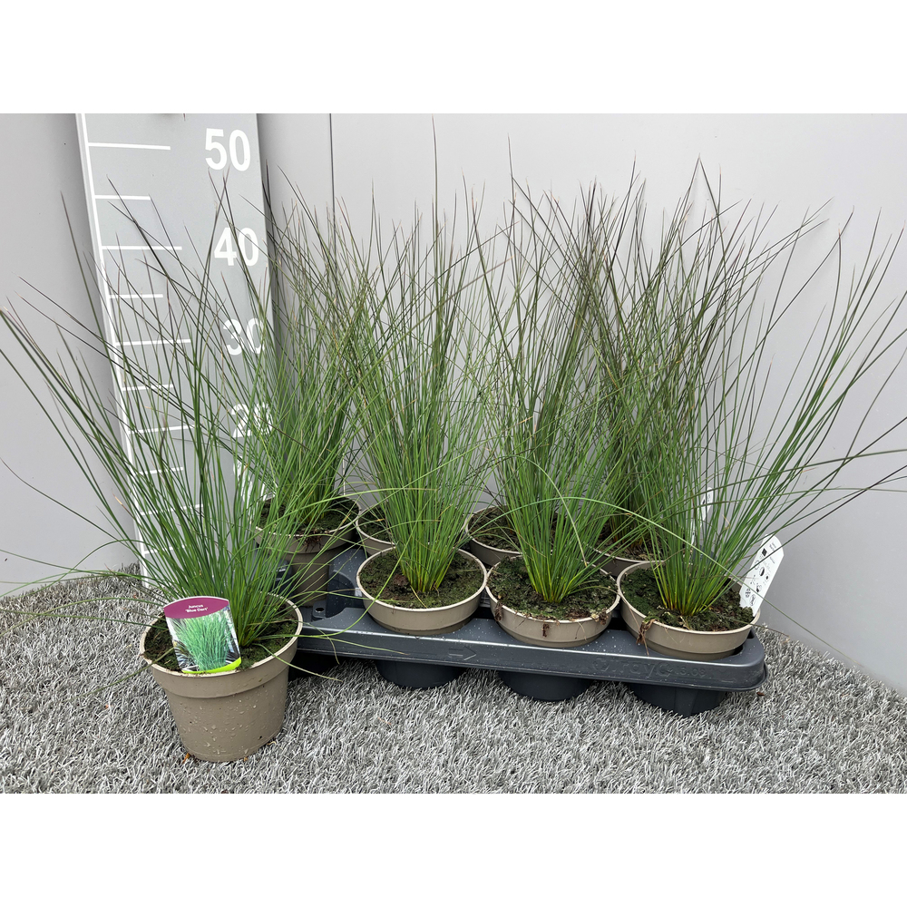 Juncus effusus blue dart