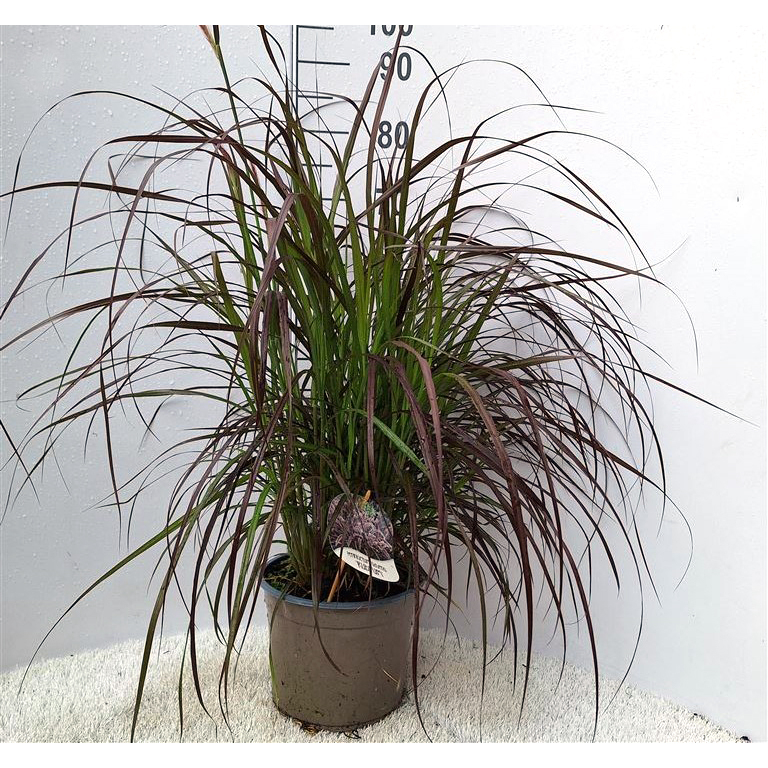 pennisetum advena rubrum