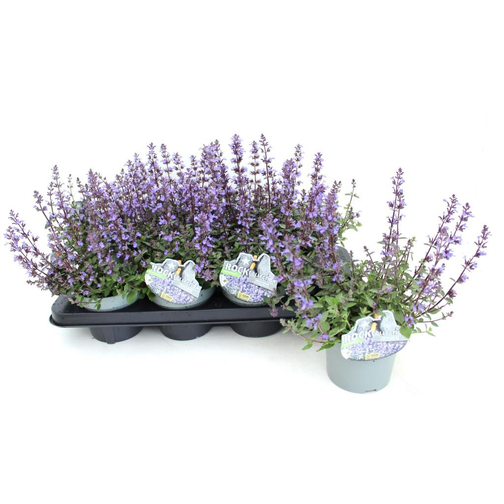 Nepeta hybrida