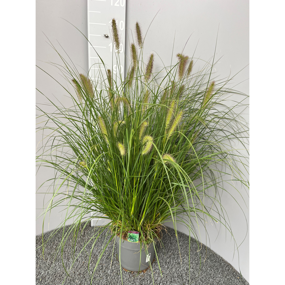Pennisetum alopecuroides hameln