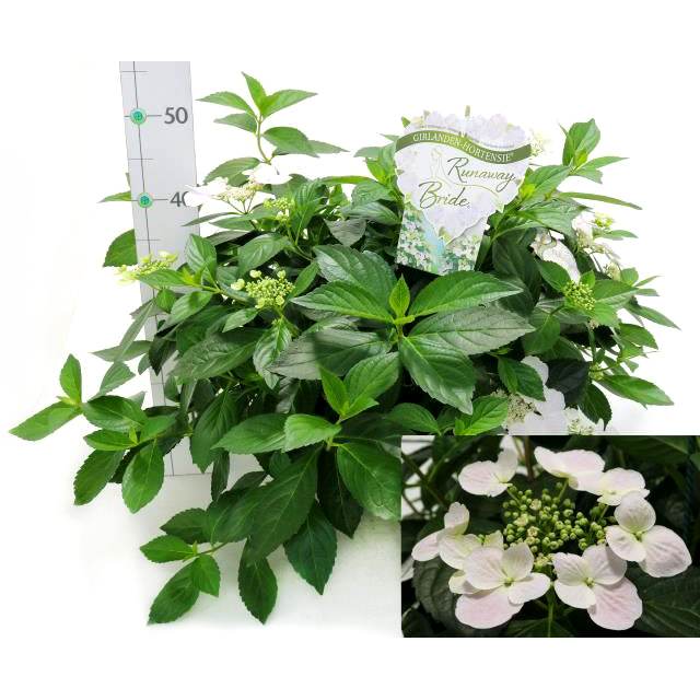 Hydrangea macrophylla runaway bride