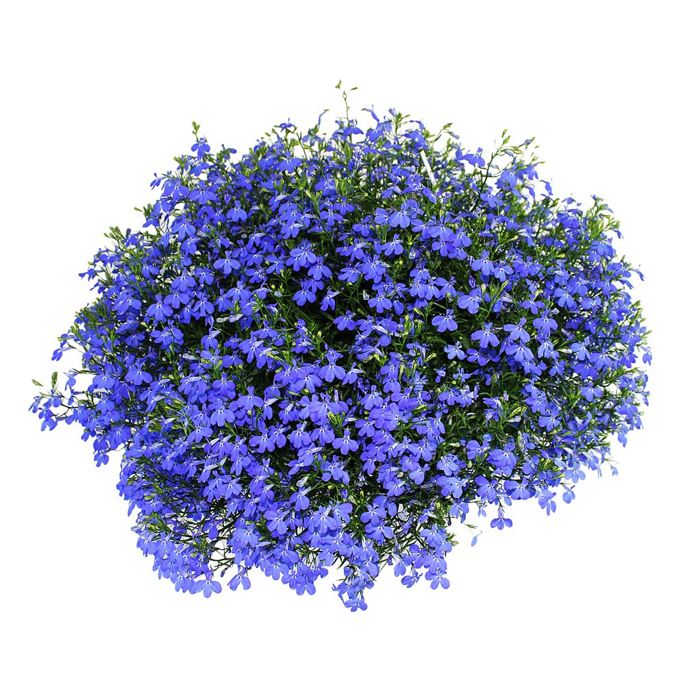 lobelia ricardii