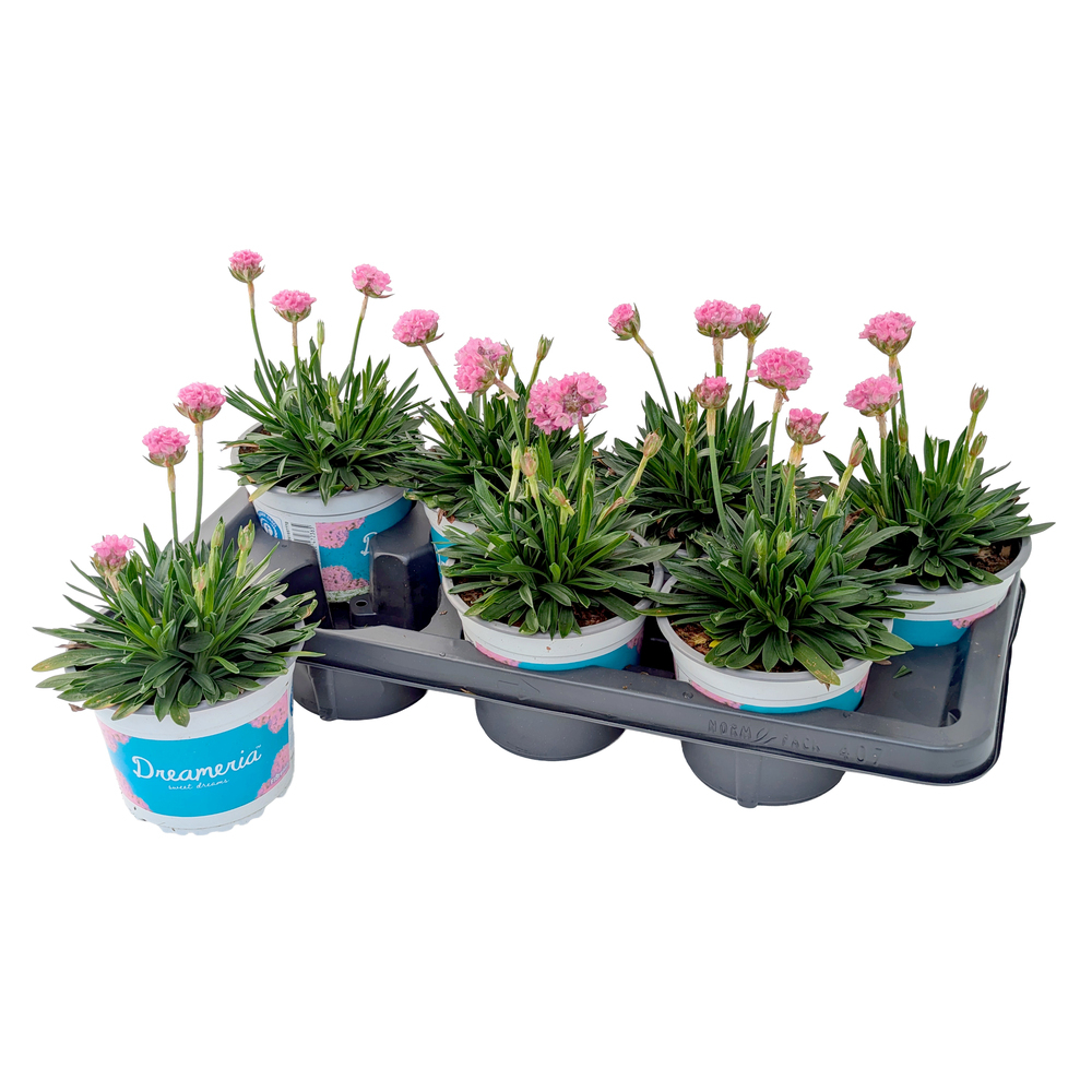 Armeria pseudarmeria dreameria daydream