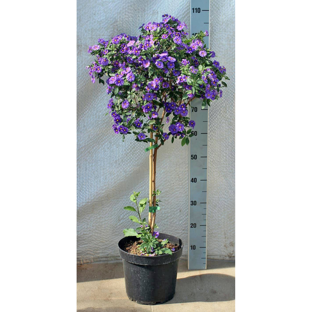 solanum | lycianthes rantonnetii
