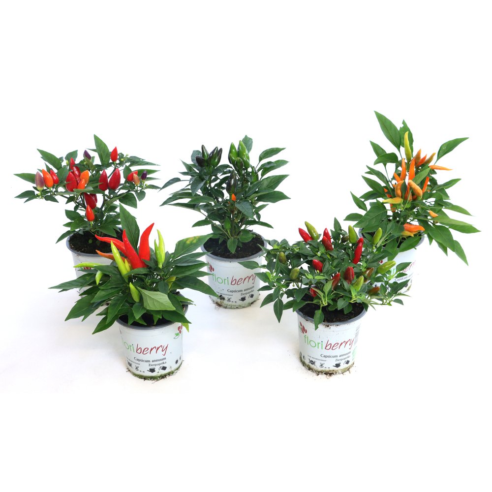 Capsicum annuum
