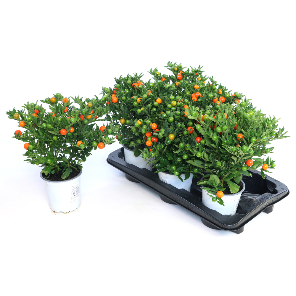 Solanum pseudocapsicum megaball