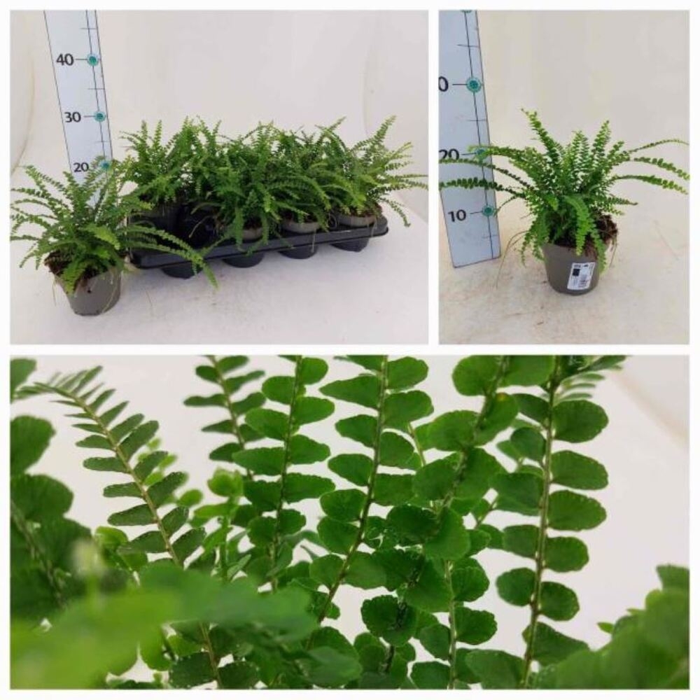 Nephrolepis cordifolia duffii