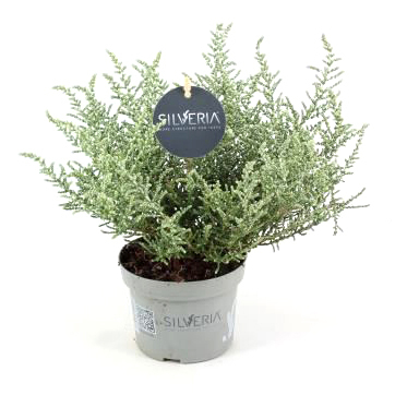 Olearia silveria