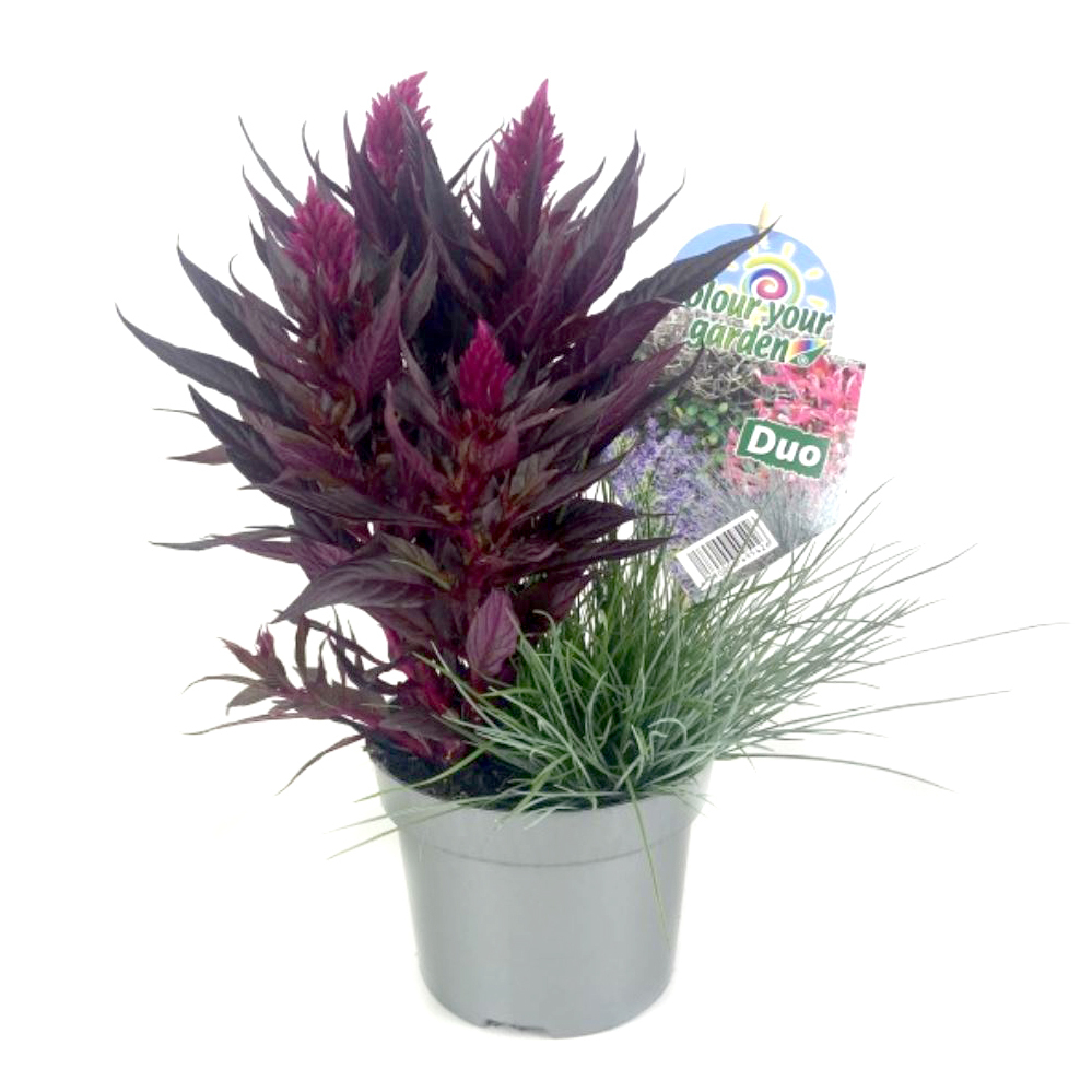 Beetpflanzen colour your garden twin/duo