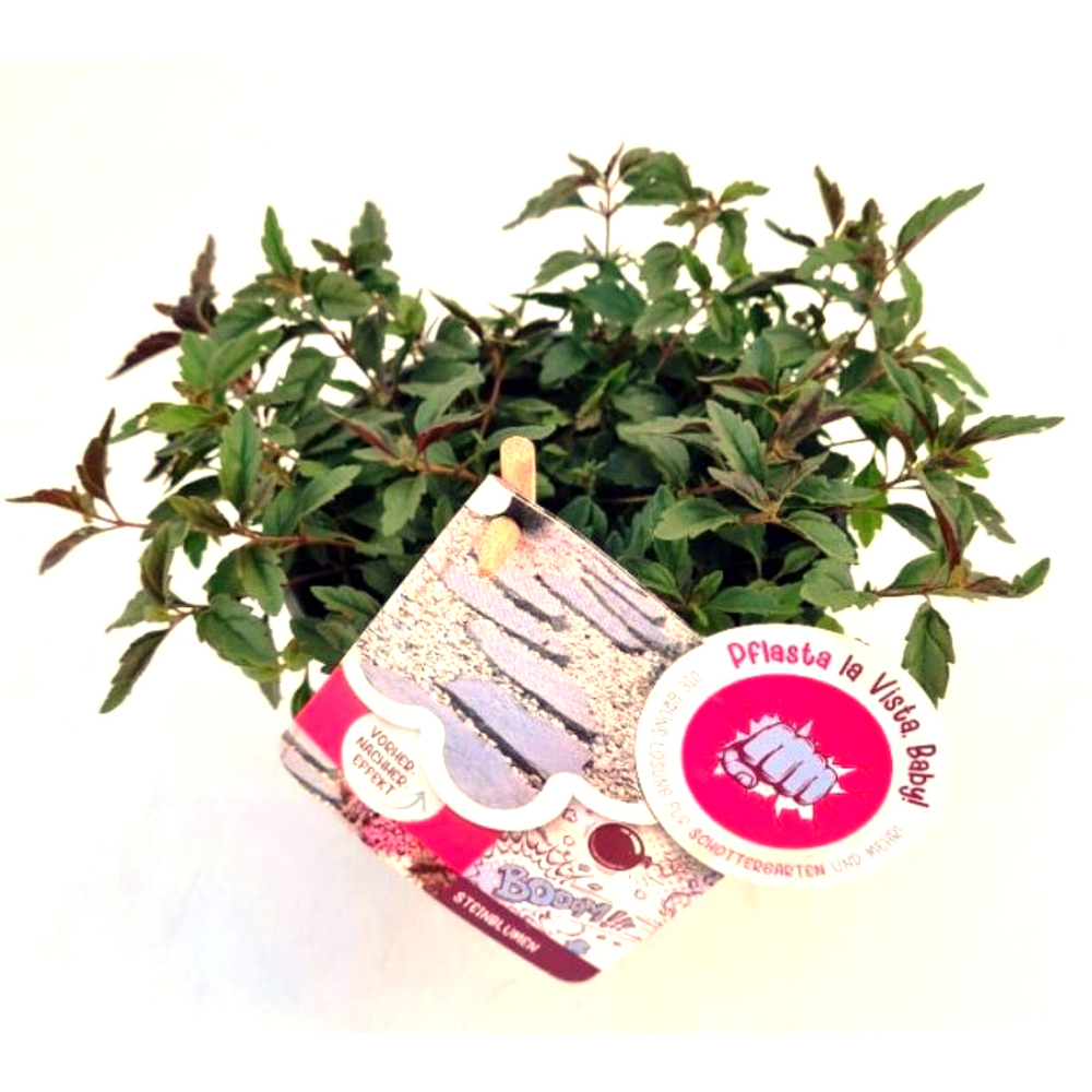 Veronica peduncularis